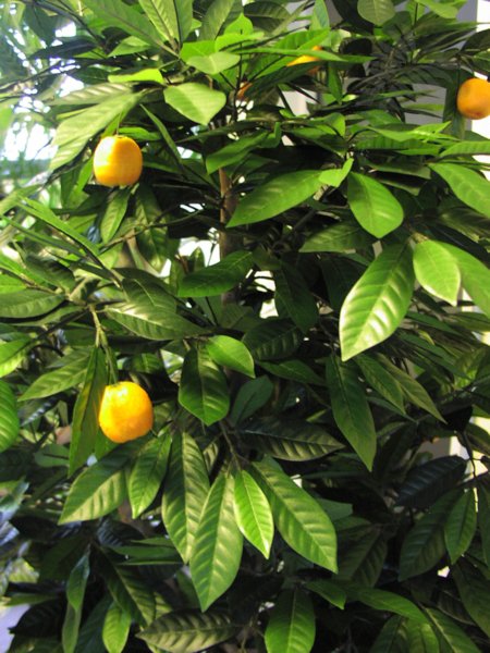 MANDARIN ORANGE TREE 40004N